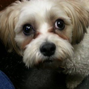 Meet your Posher, Ann